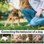 Remote Dog Training Collar Model 669 - 图片 6