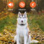 PD521 Remote Dog Training Collar - 图片 6