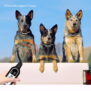 PD521 Remote Dog Training Collar - 图片 9